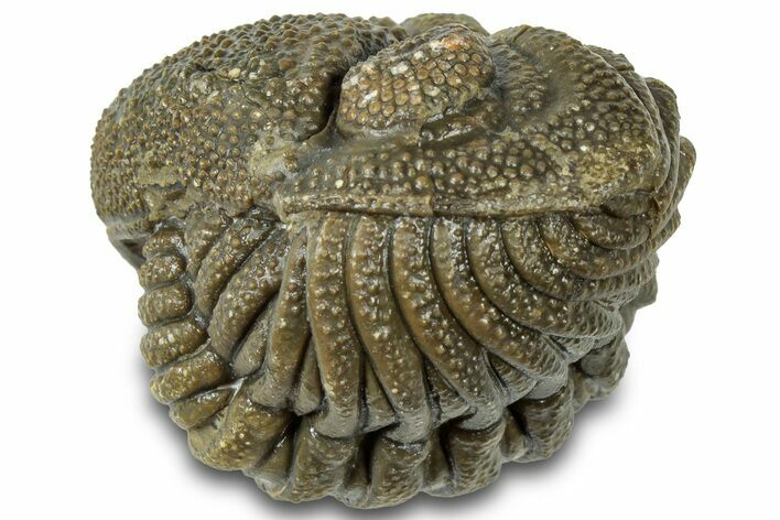 Wide, Bumpy Enrolled Morocops Trilobite - Morocco #310757